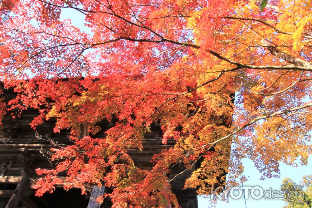 神護寺の紅葉2019