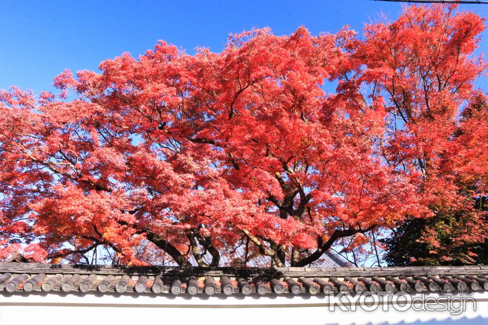 宝鏡寺の紅葉2019