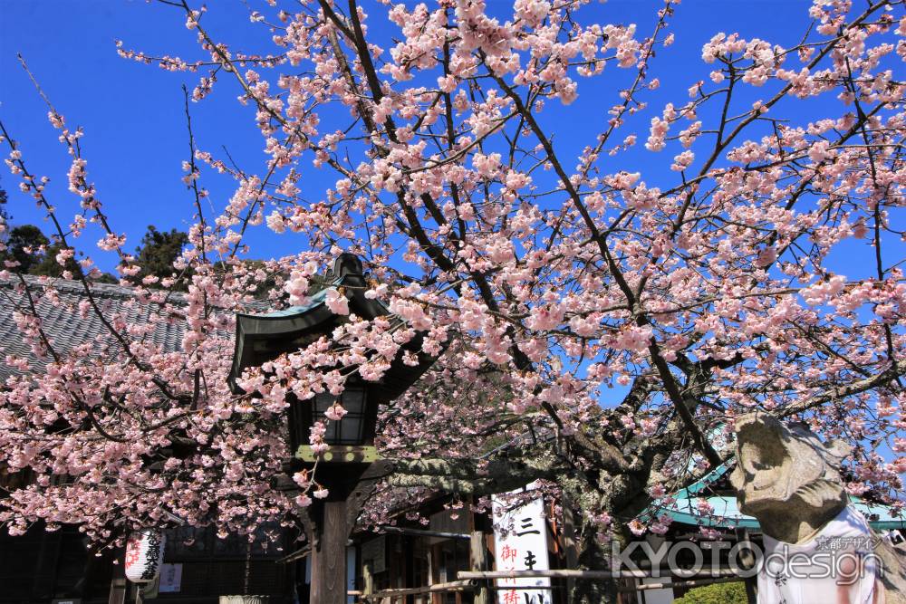 法輪寺の河津桜2020