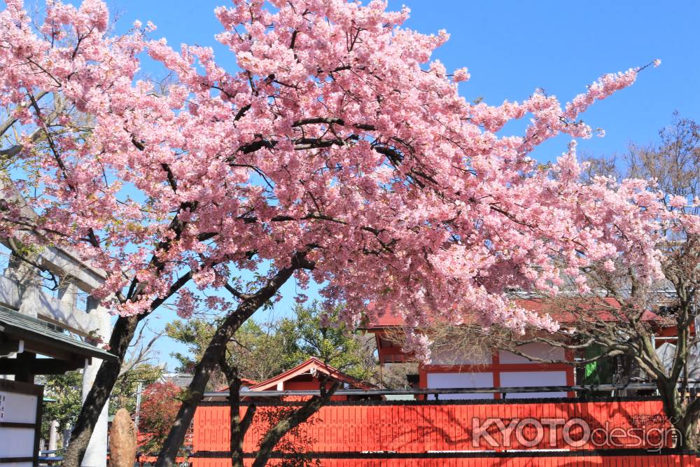 車折神社の河津桜2020