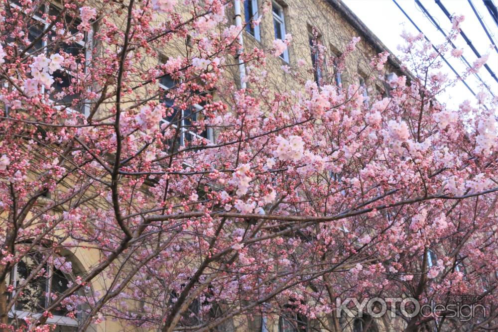 京都文化協会前の桜2020