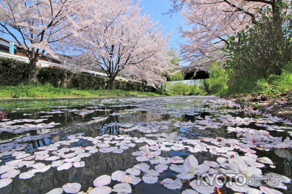 伏見十石船、桜2020-1