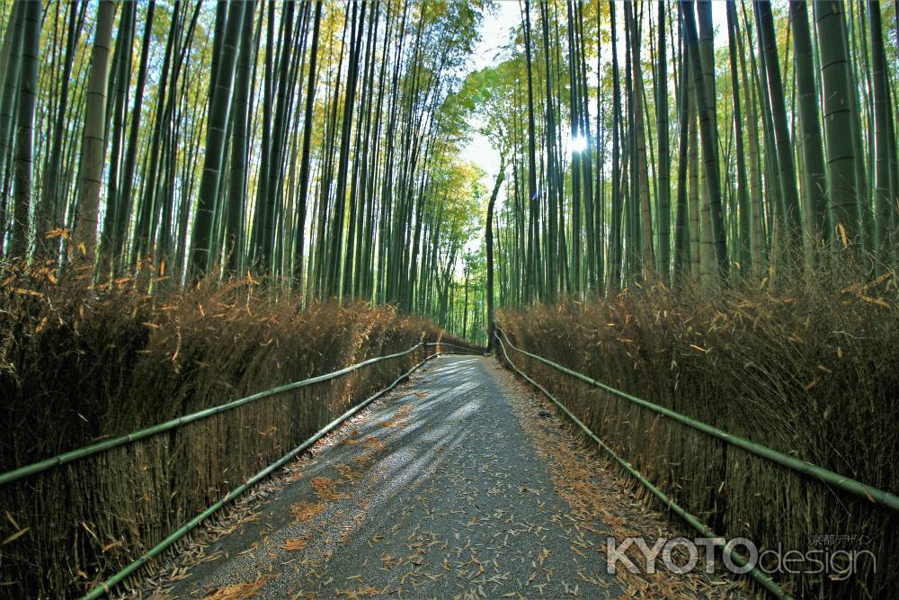 嵯峨野竹林2020