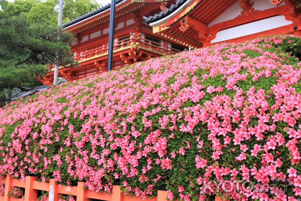 八坂神社のサツキ2020