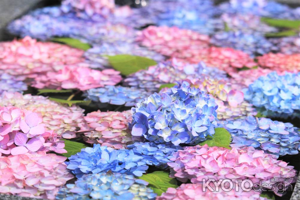 飛行神社の花手水