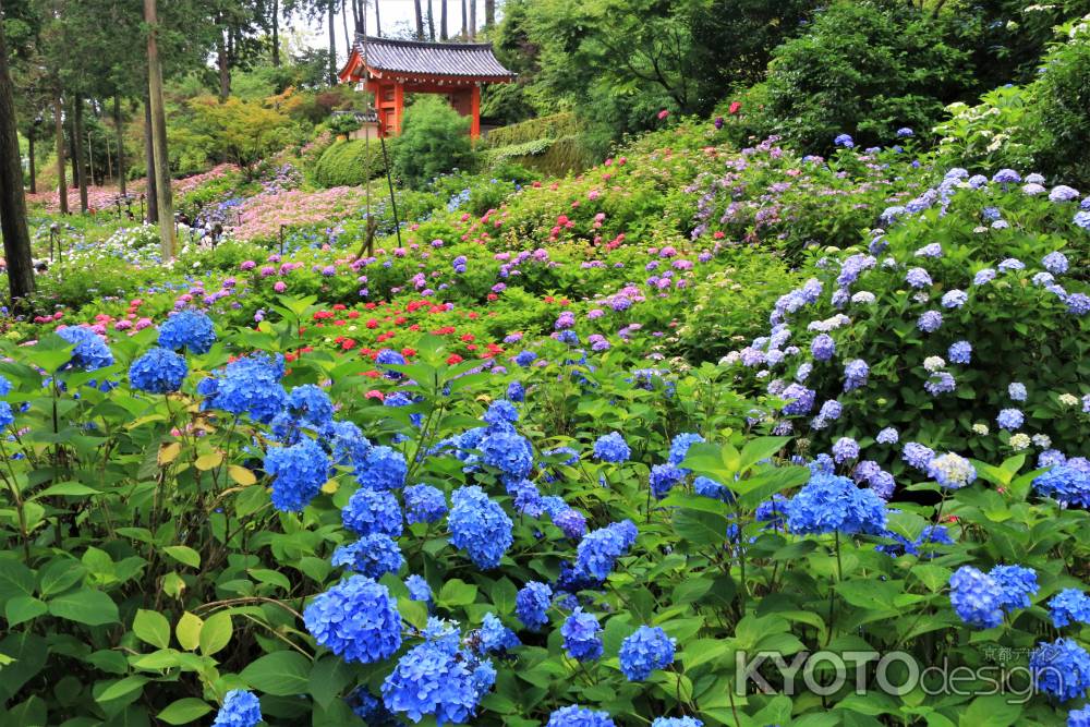 三室戸寺の紫陽花2020