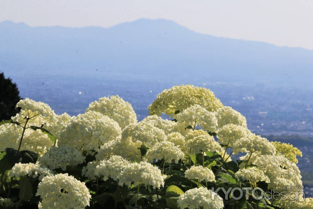 善峯寺の紫陽花2020