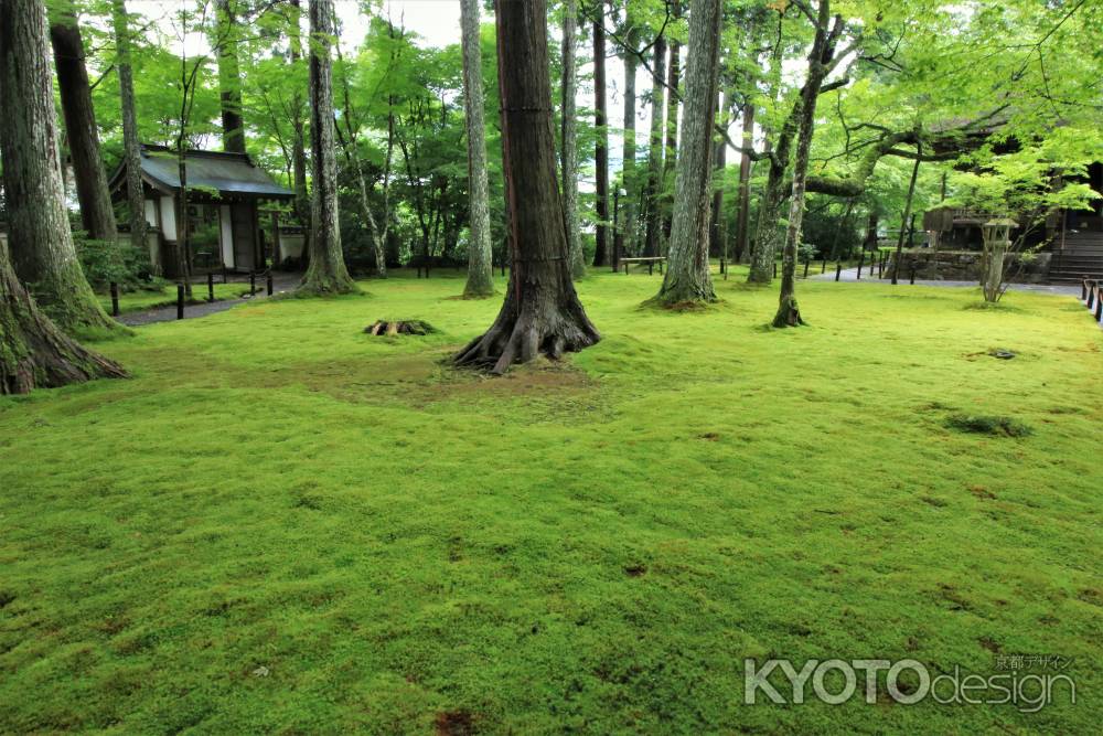 三千院の美しい苔庭