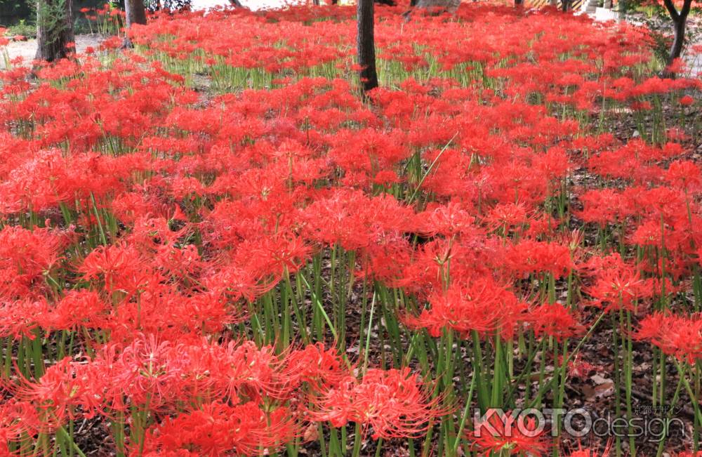 若宮八幡宮の彼岸花2020