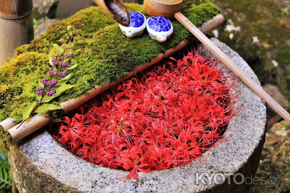 柳谷観音の彼岸花花手水