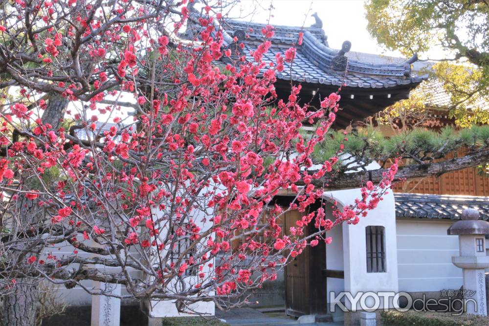 法住寺の紅梅