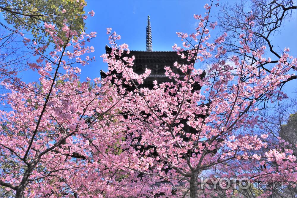 東寺の河津桜2021