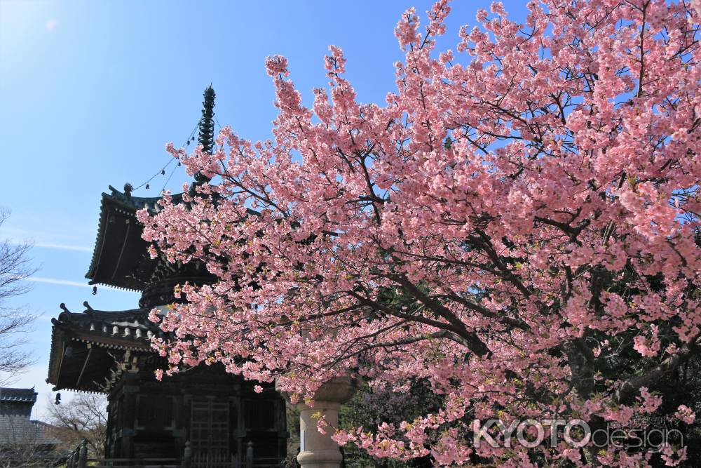 清凉寺の河津桜2021