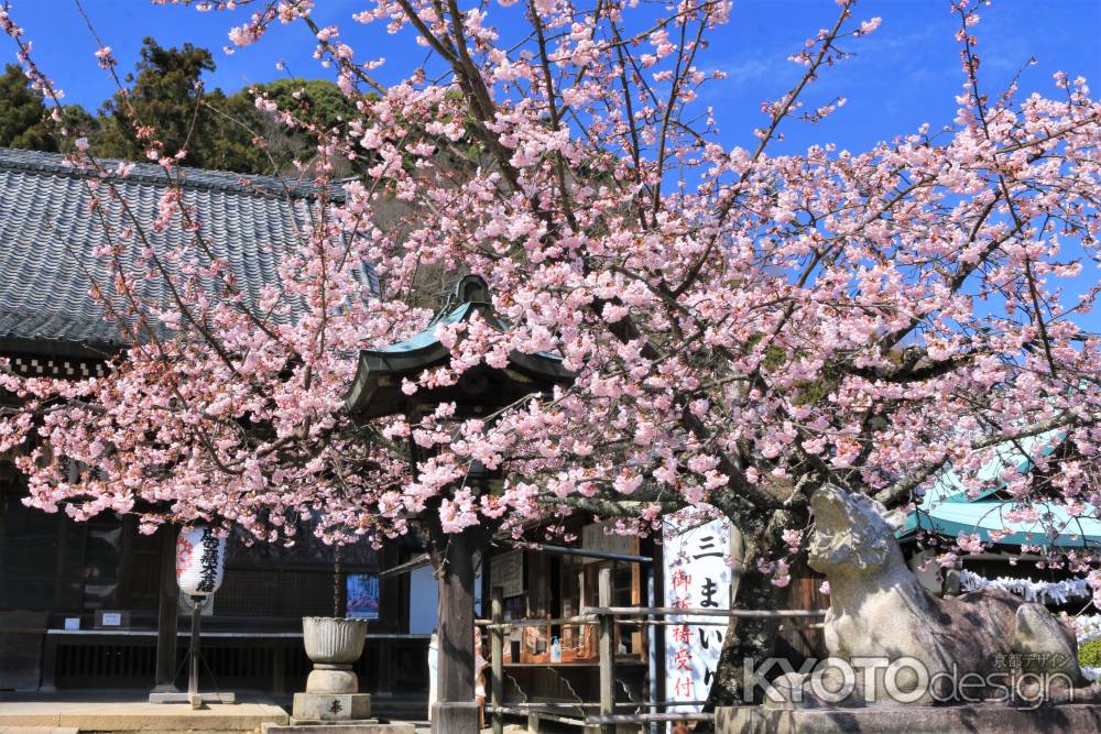 法輪寺の河津桜2021