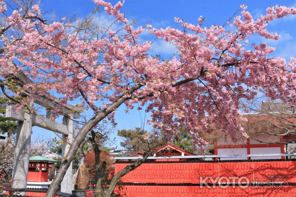 車折神社の河津桜2021