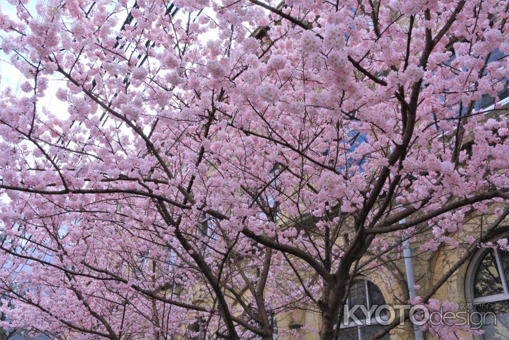 旧成徳中学校前の桜2021