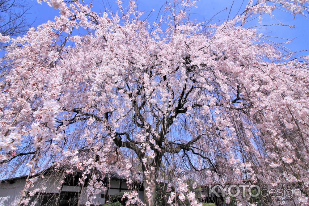 本満寺の桜2021