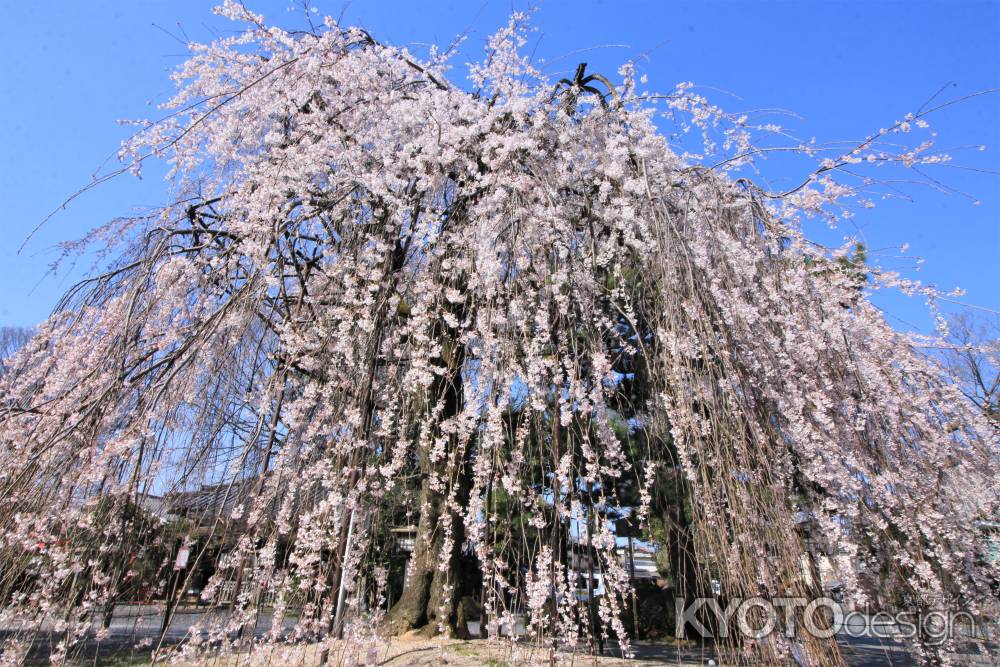 千本釈迦堂の桜2021