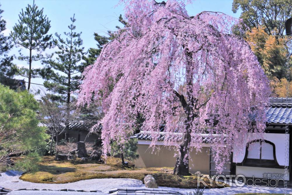 高台寺の桜2021