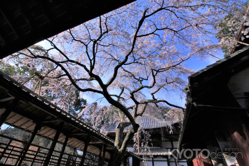 十輪寺の桜2021