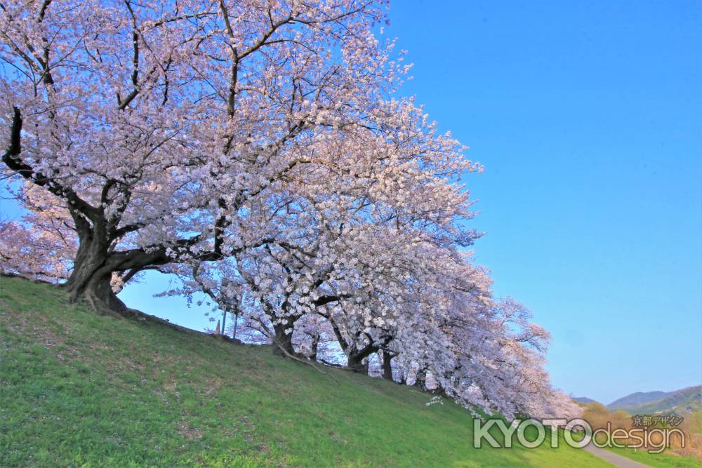 背割堤の桜2021