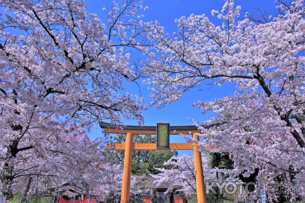 平野神社の桜2021