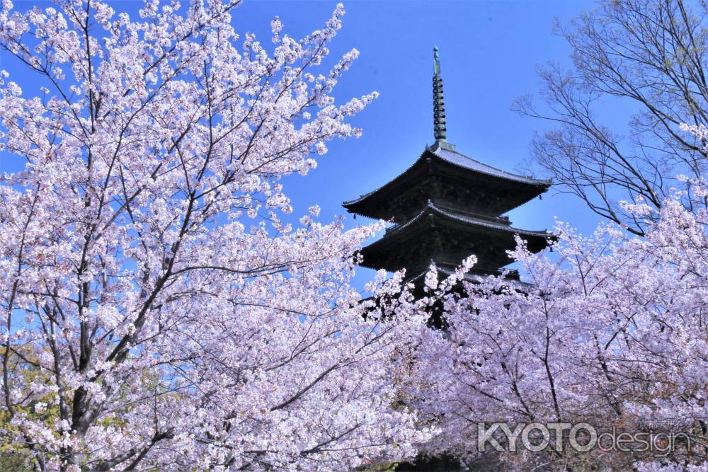 東寺の桜2021