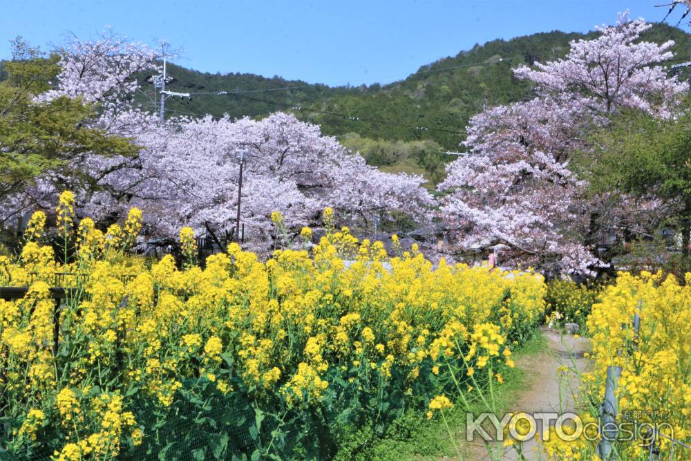 山科疎水の桜2021