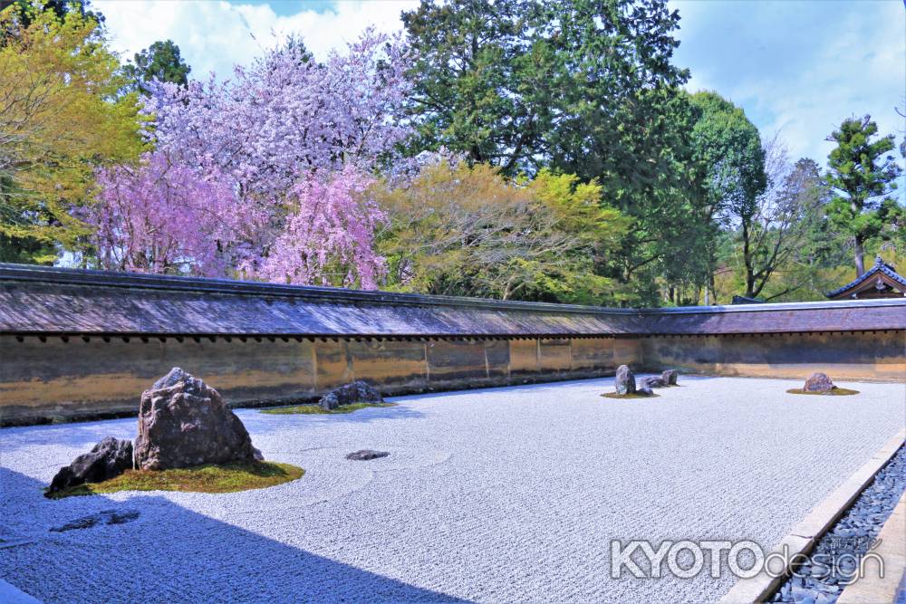 龍安寺の桜2021