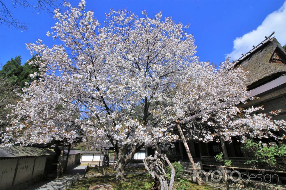 常照皇寺の桜2021