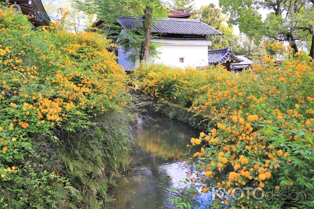 松尾大社の山吹2021