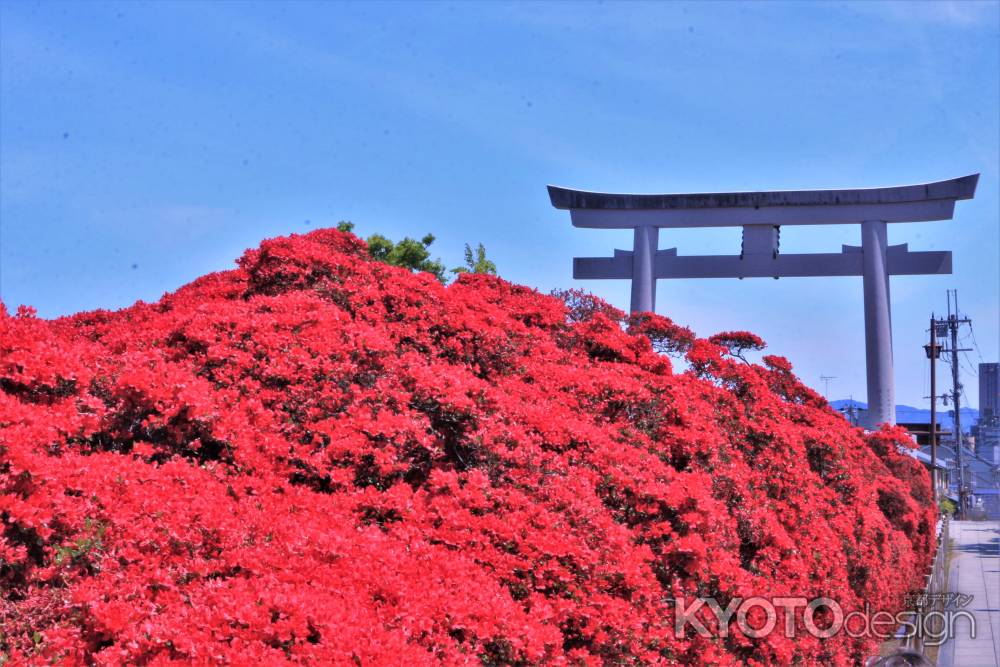 長岡天満宮のキリシマツツジ2021