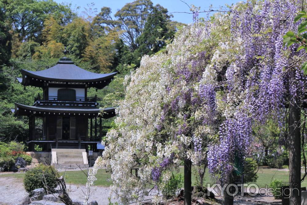 勧修寺の藤2021