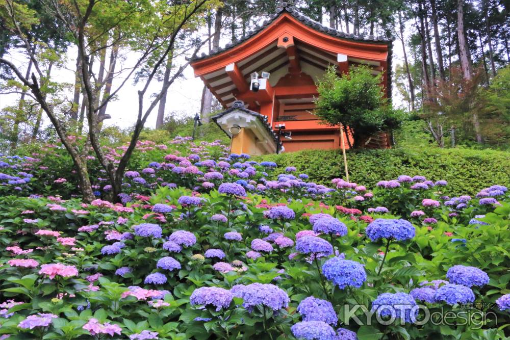 三室戸寺の紫陽花2021