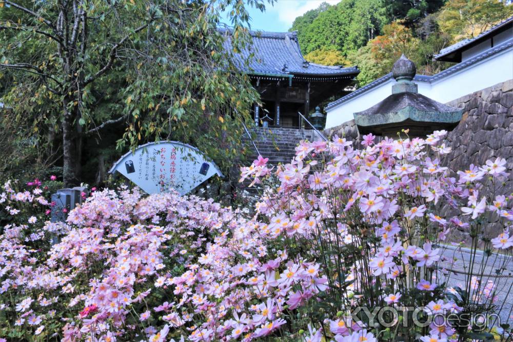 善峯寺の秋明菊2021