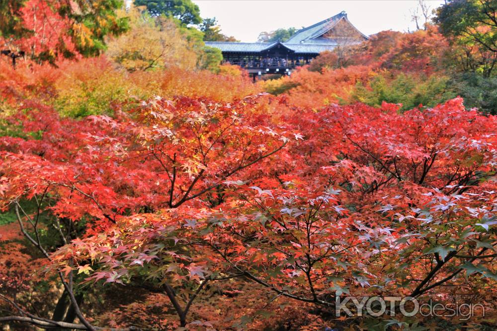 東福寺の紅葉2021