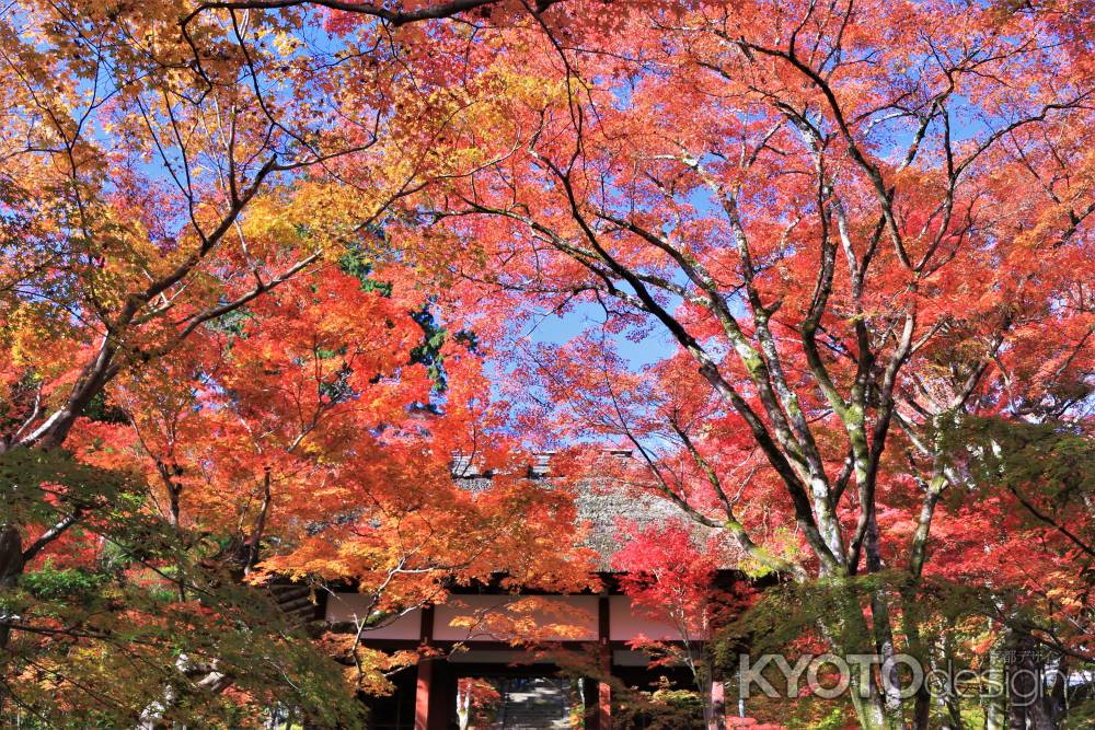 常寂光寺の紅葉2021