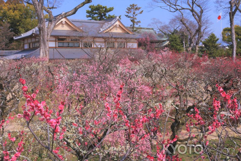 北野天満宮の梅2022