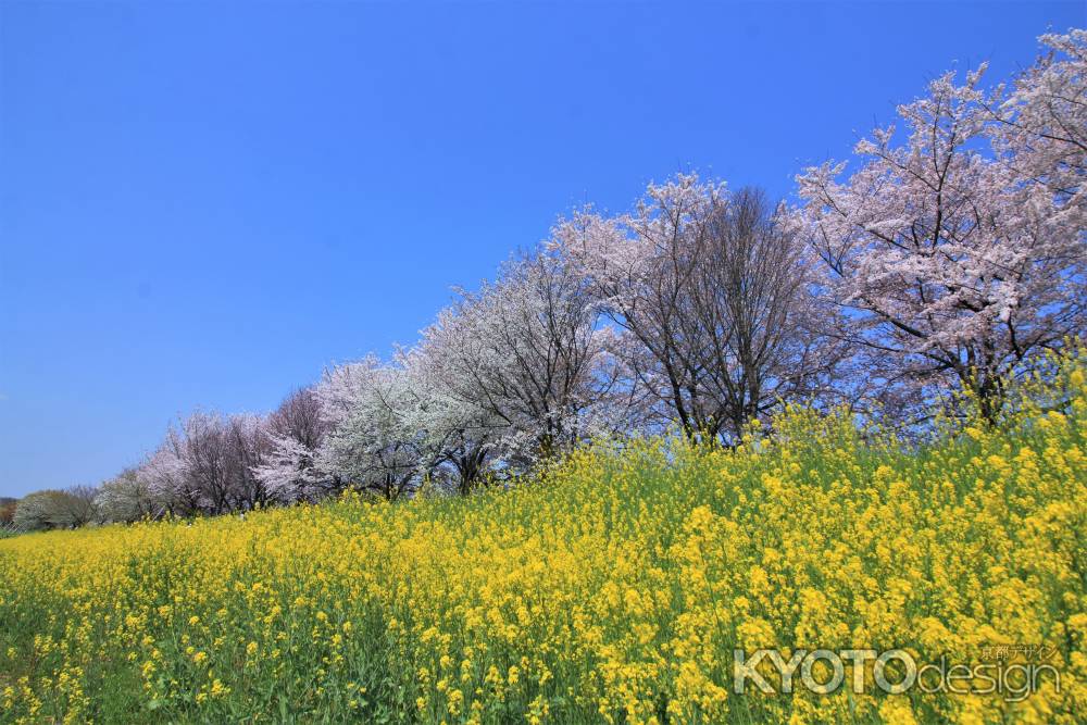 桂川沿いの桜並木