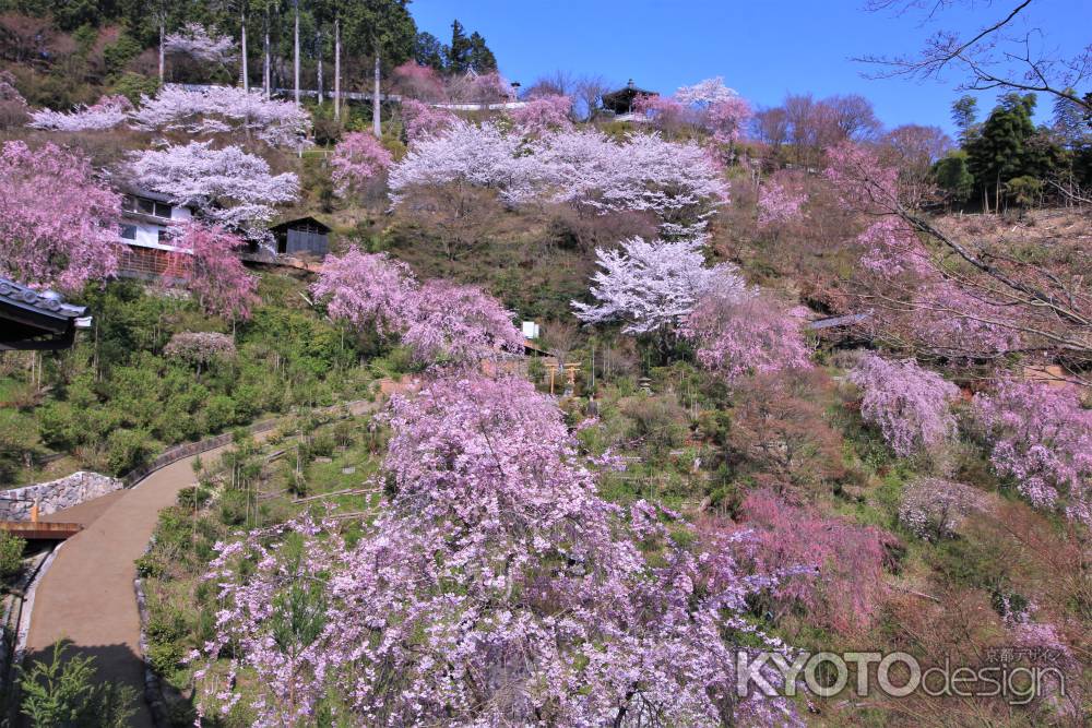 善峯寺の桜2022