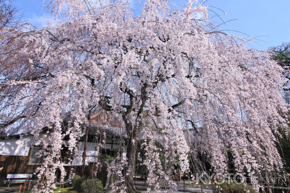 本満寺の桜2022