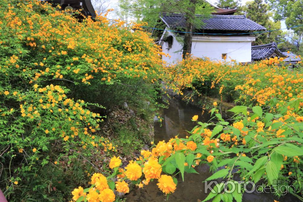 松尾大社の山吹2022