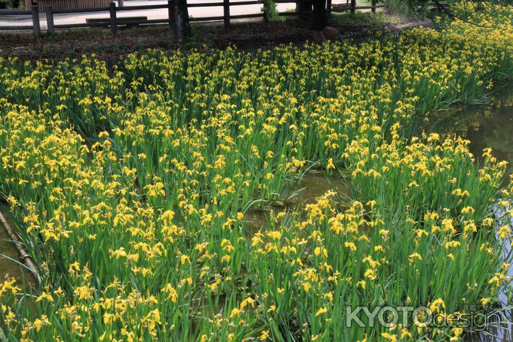 長岡天満宮の黄菖蒲2022