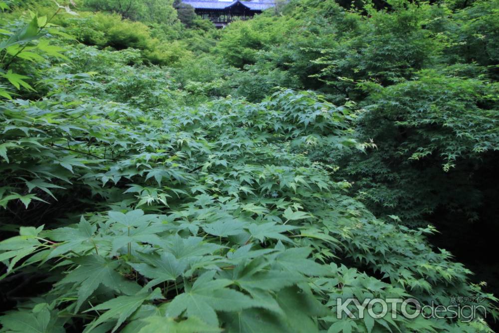 東福寺の新緑2022