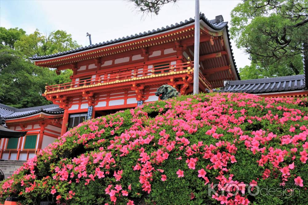 八坂神社のサツキ2022