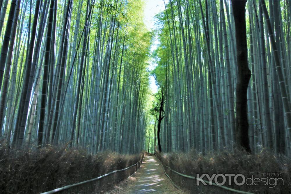 嵯峨野竹林2022