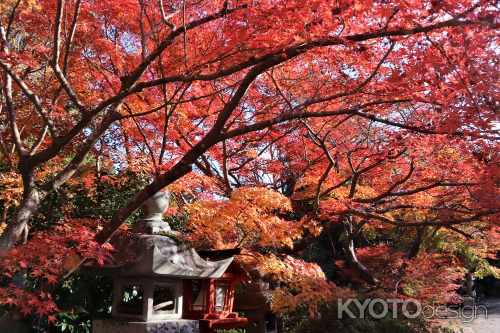 鍬山神社の紅葉2022