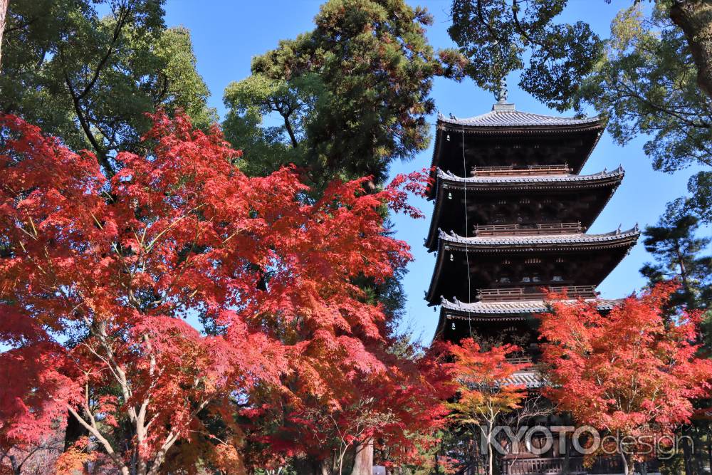 仁和寺の紅葉2022