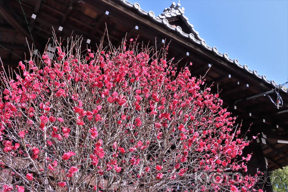 上御霊神社の梅