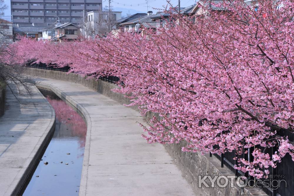 淀水路の河津桜2023